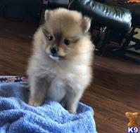 pomeranian puppy posted by Jessica reynolds